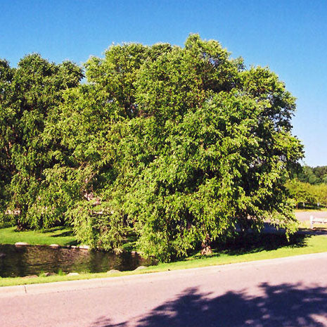 Birch Tree, River, B&B, 10 Ft. Multi-Stem