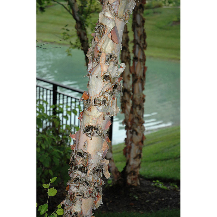 Birch Tree, River, B&B, 10 Ft. Multi-Stem