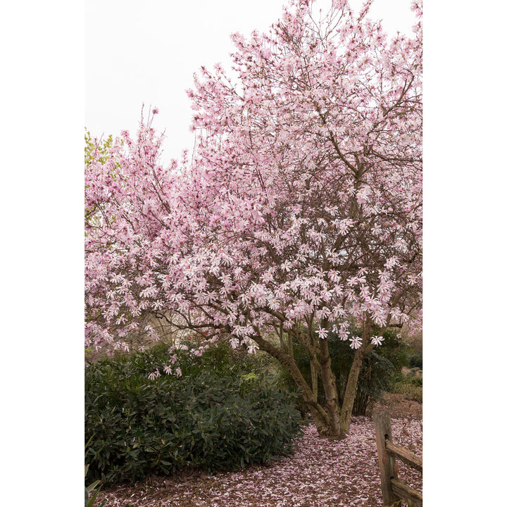 Magnolia Tree, Leonard Messel, B&B, 6 Ft. Multi-Stem