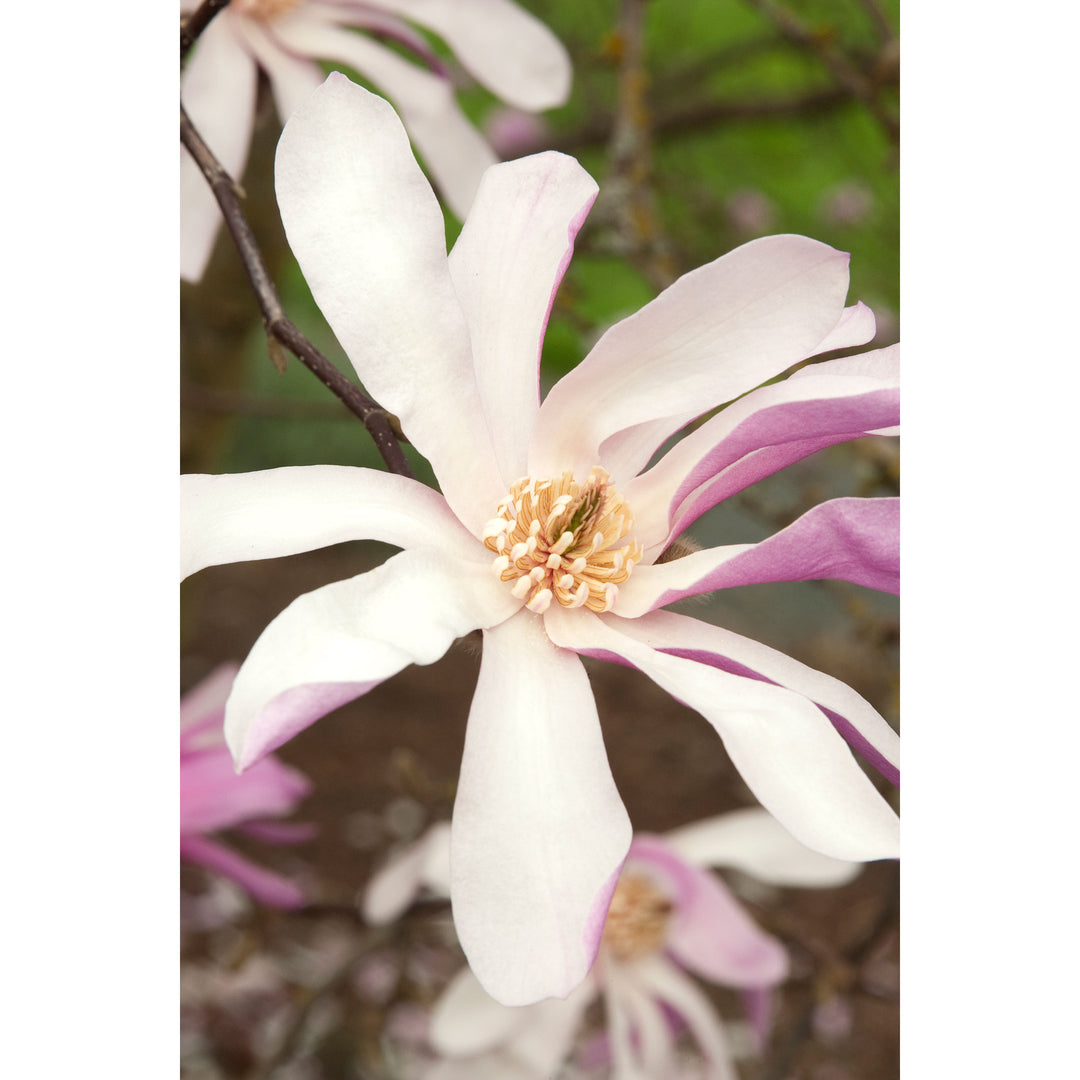 Magnolia Tree, Leonard Messel, B&B, 6 Ft. Multi-Stem