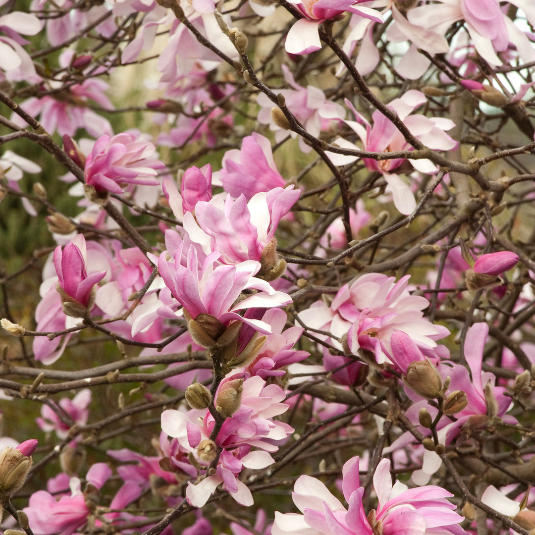 Magnolia Tree, Leonard Messel, B&B, 6 Ft. Multi-Stem