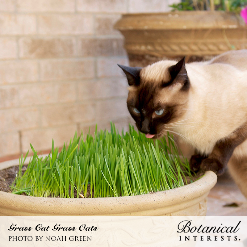 Cat Grass Oats Botanical Interests Seeds