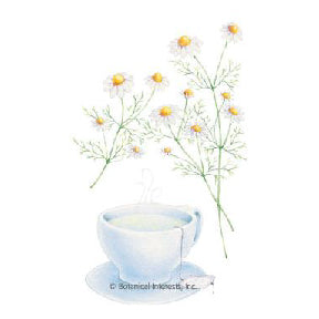 Chamomile German HEIRLOOM Seeds