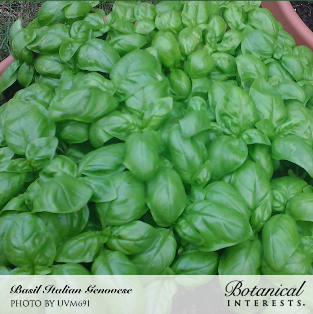 Basil, Italian Genovese Seeds (Organic, Heirloom) Botanical Interests Seeds