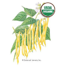 BEAN BUSH GOLD RUSH ORGANIC SEEDS