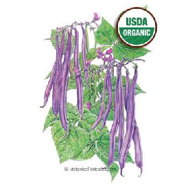 BEAN BUSH ROYAL BURGUNDY ORGANIC SEEDS