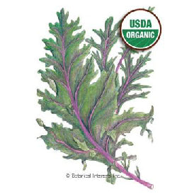 KALE RED WINTER ORGANIC HEIRLOOM SEEDS