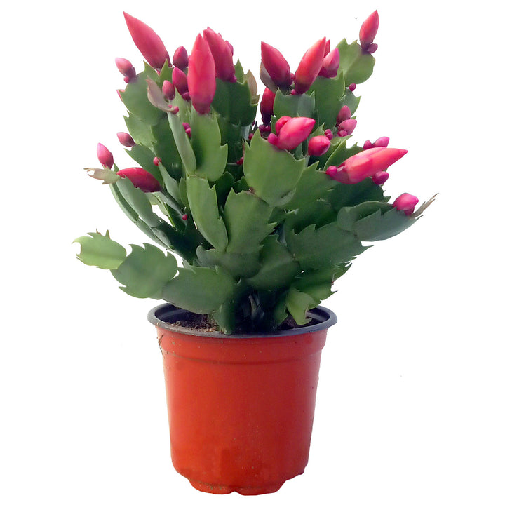 Zygo Cactus (Flower Colors Vary), Live Plant 4.5 in. Pot