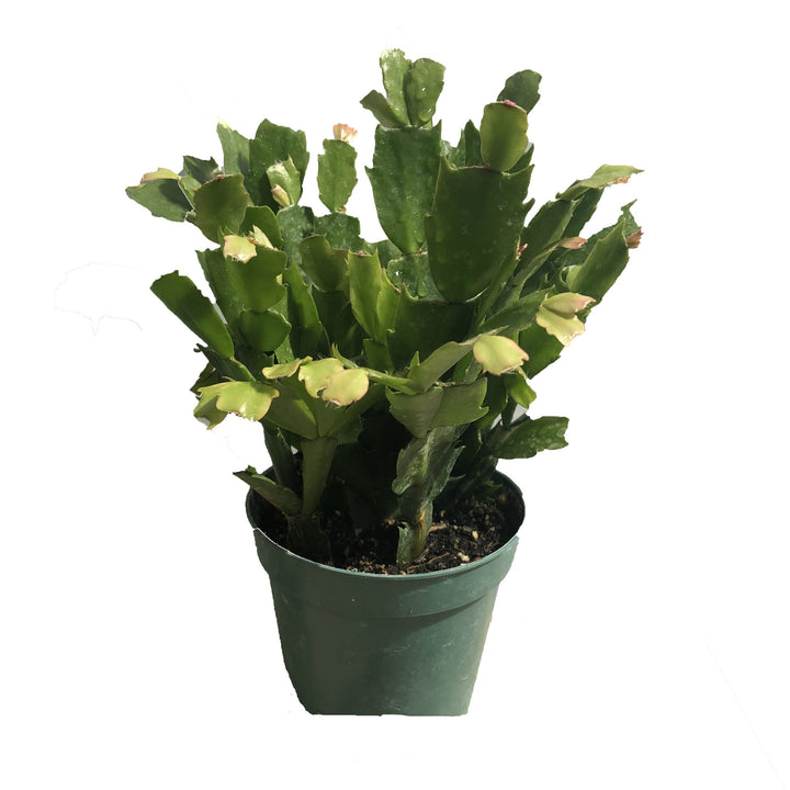 Zygo Cactus (Flower Colors Vary), Live Plant 4.5 in. Pot