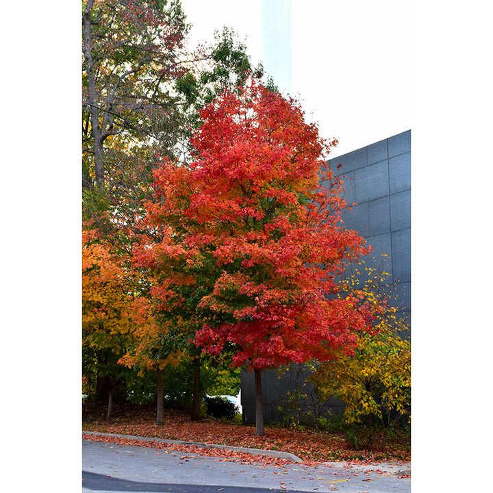 Maple Tree, Sugar Fall Fiesta, B&B, 2.5" Calipur