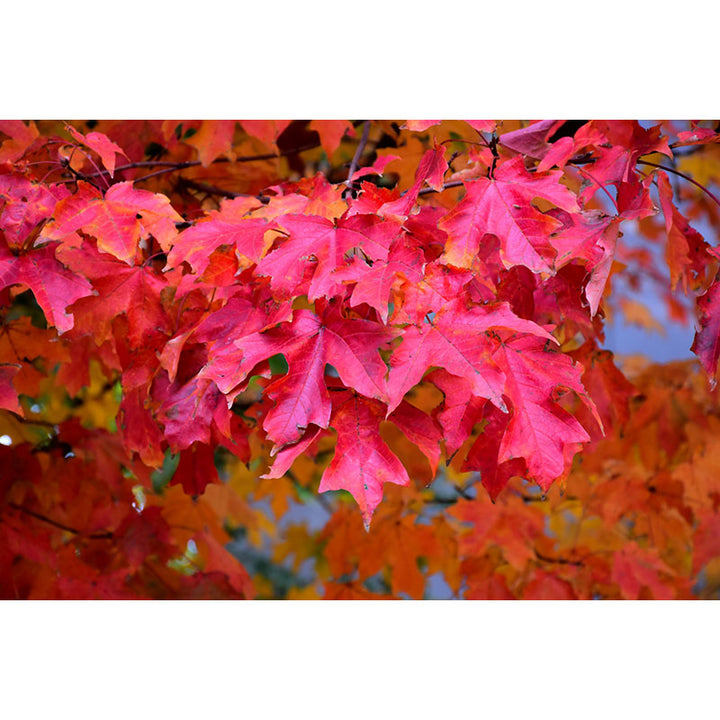 Maple Tree, Sugar Fall Fiesta, B&B, 2.5" Calipur