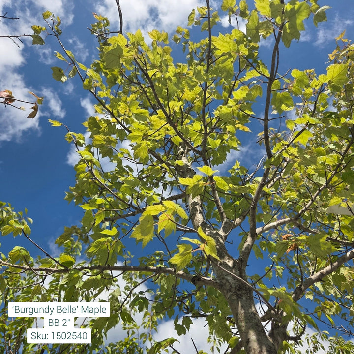 Sun Valley Maple Tree, B&B 3" Caliper