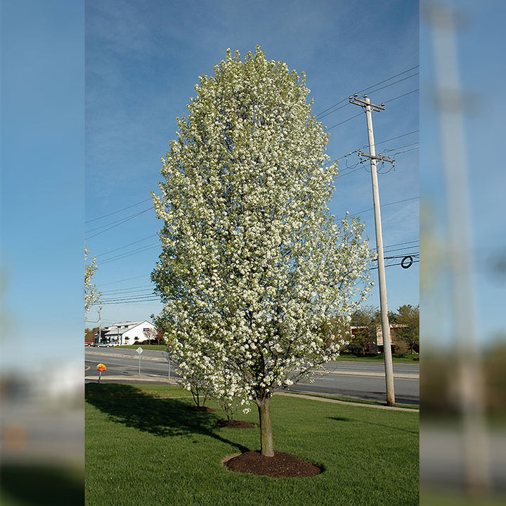 Cleveland Pear Tree, B&B, 2" Caliper