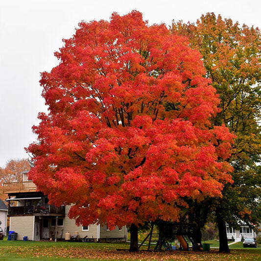 Maple Tree, Sugar Green Mountain, B&B, 2" Caliper