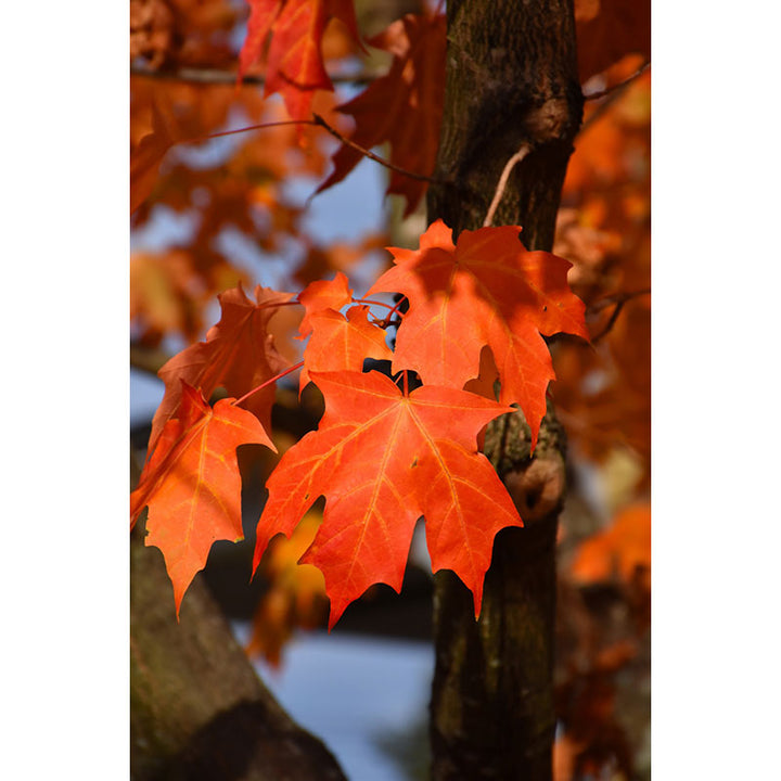 Maple Tree, Sugar Green Mountain, B&B, 2" Caliper