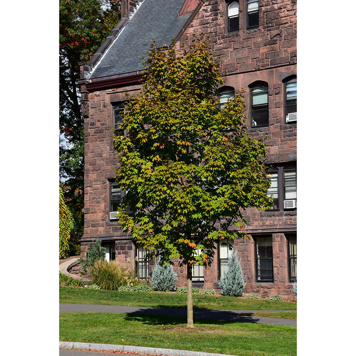 Maple Tree, Sugar Green Mountain, B&B, 2" Caliper