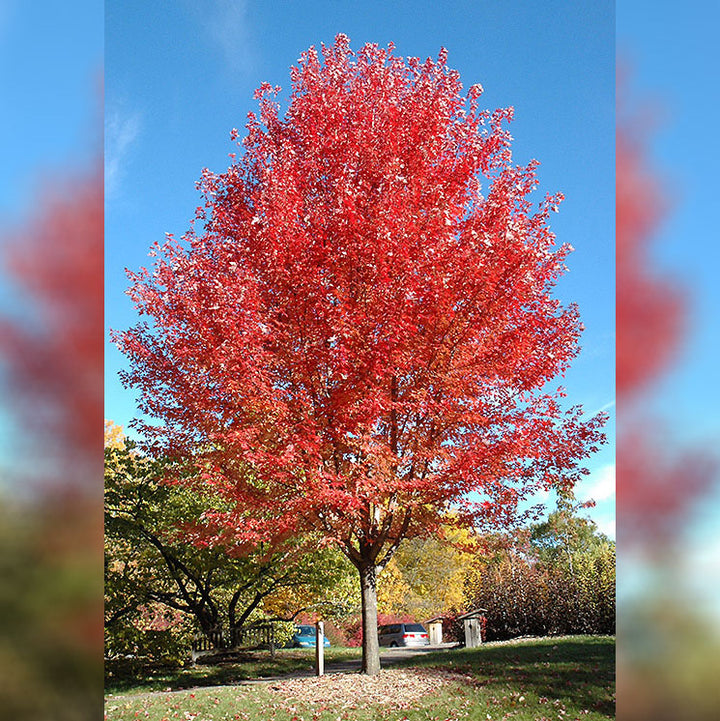 Maple Tree, Autumn Blaze, B&B, 2" Caliper