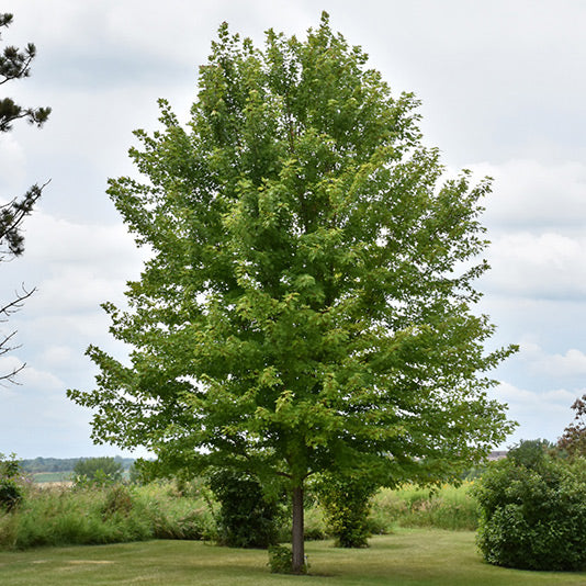 Maple Tree, Autumn Blaze, B&B, 3" Caliper