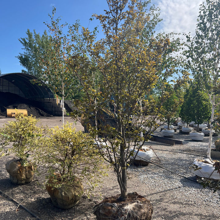 Rohanii Beech Tree, B&B 2" Caliper