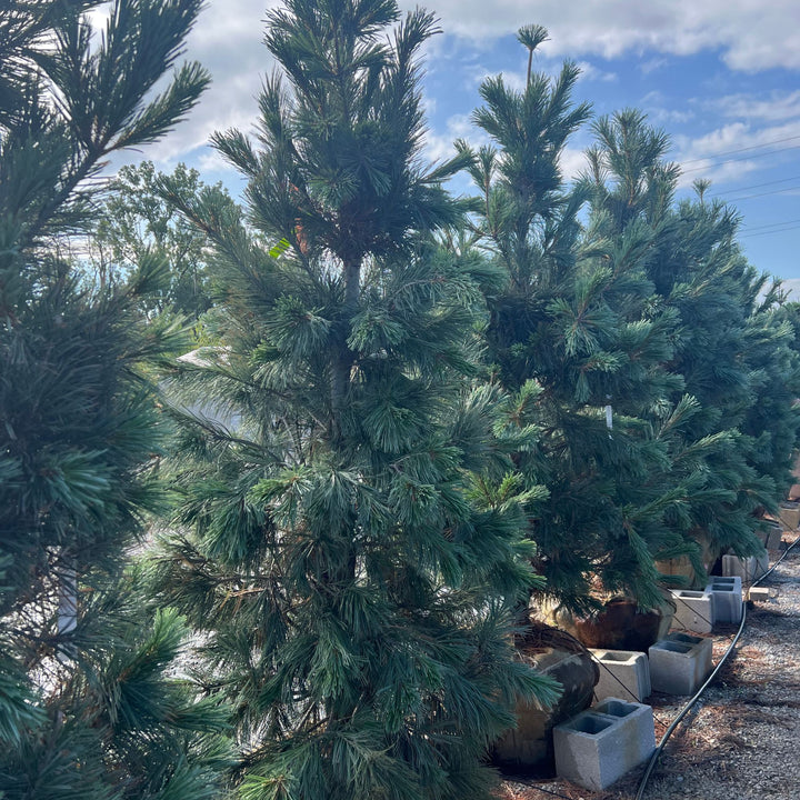 Vanderwolf Pine Tree, 72in B&B