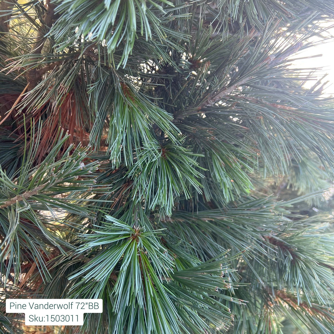 Vanderwolf Pine Tree, 72in B&B