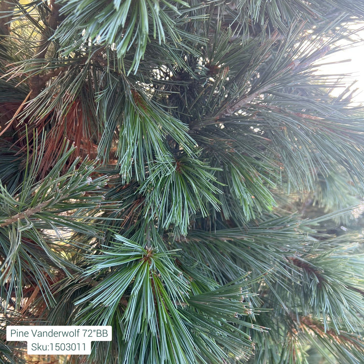 Vanderwolf Pine Tree, 72in B&B