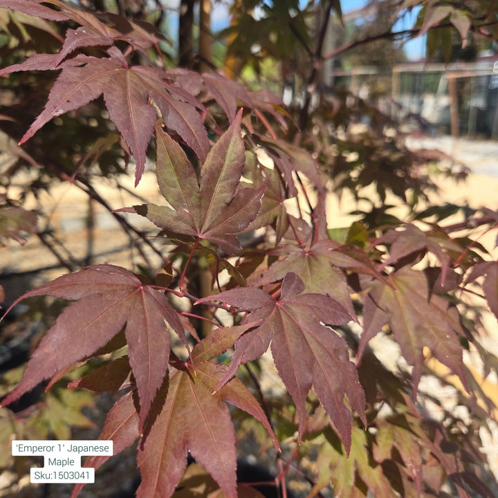 Maple Crimson Sentry Tree, 15 Gal.