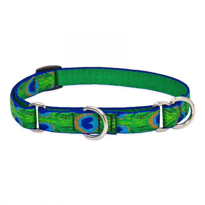 Lupine Dog Collar, 3/4" Wide, 10"-14" Combo Martingale Training, Tail Feathers