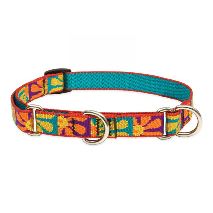 Lupine Dog Collar, 3/4" Wide, 10"-14" Combo Martingale Training, Crazy Daisy