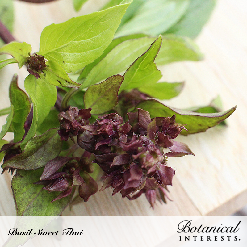 Basil, Sweet Thai (Organic, Heirloom) Botanical Interests Seeds