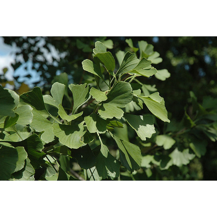 Ginkgo Tree, Princeton Sentry, B&B, 1.75" Caliper