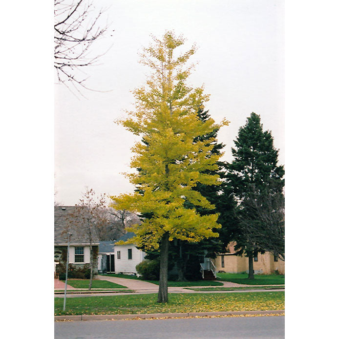 Ginkgo Tree, Princeton Sentry, B&B, 1.75" Caliper