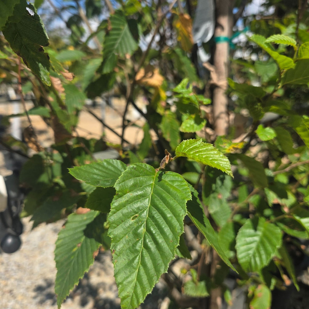Hornbeam Frans Fontaine Tree, 15 Gal.