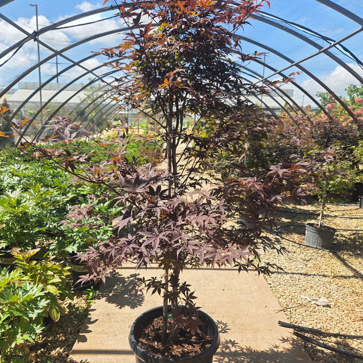 Japanese Bloodgood Maple, 15 Gal.