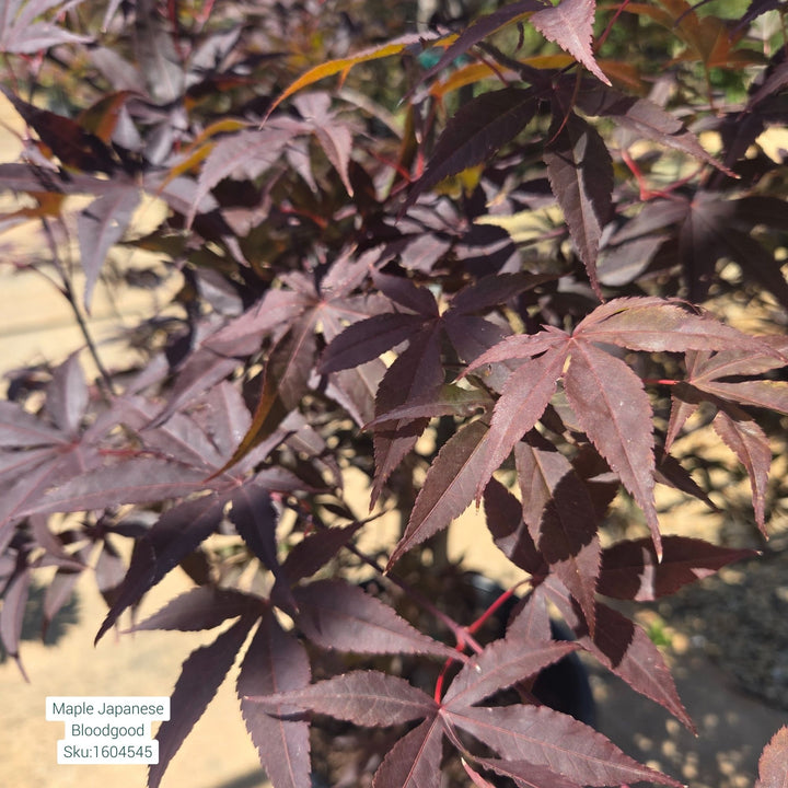 Japanese Bloodgood Maple, 15 Gal.
