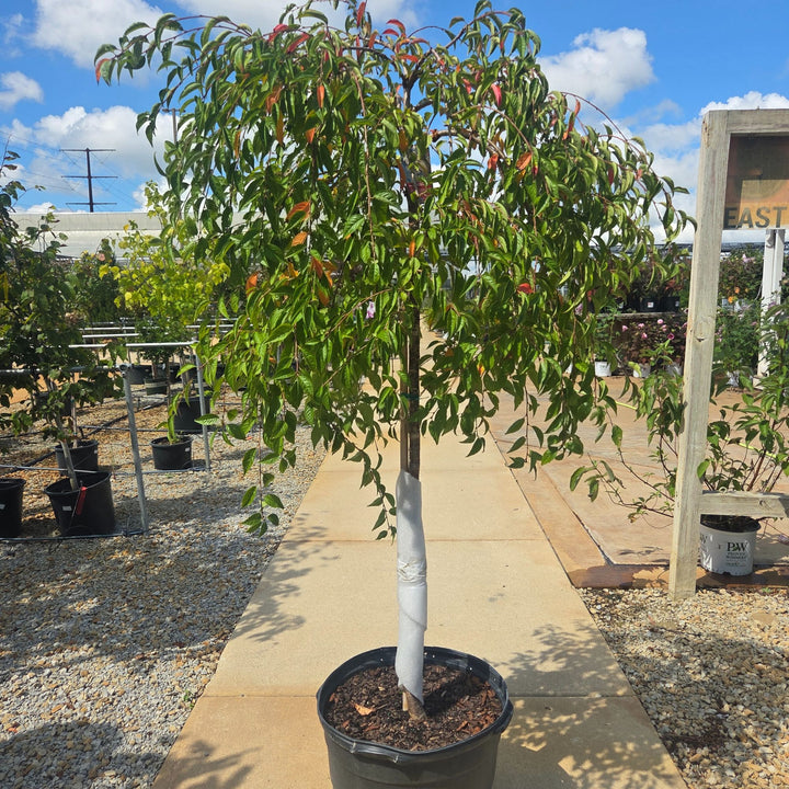 Cherry Snofozam Tree, 15 Gal.