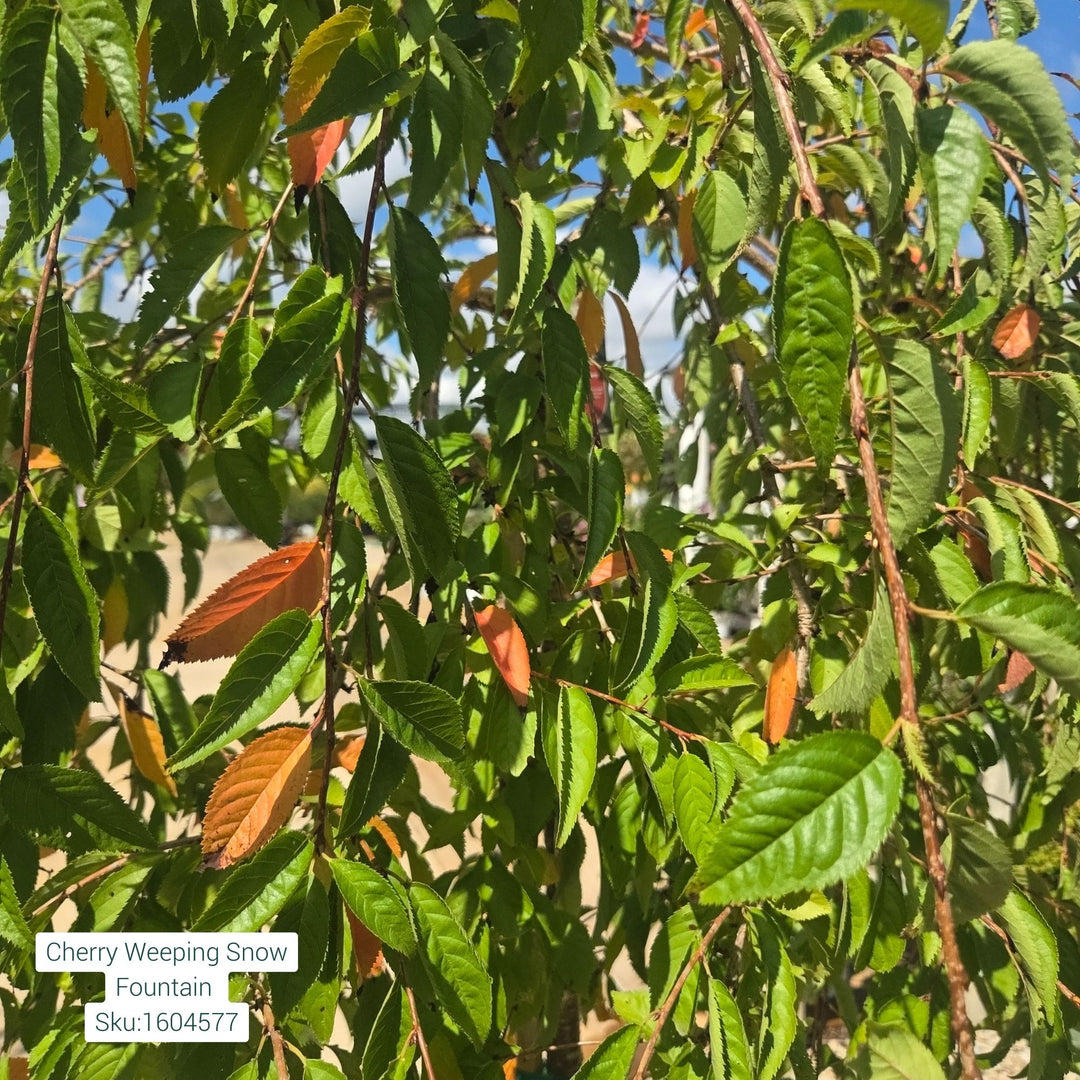 Cherry Snofozam Tree, 15 Gal.