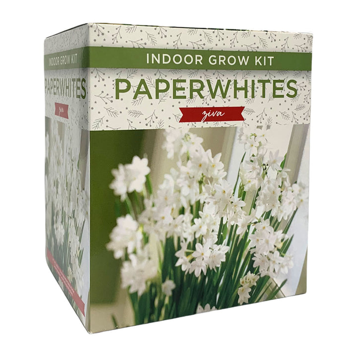 Paperwhites Ziva Indoor Bulb Grow Kit