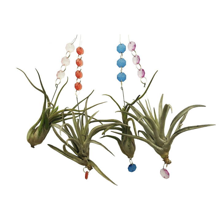 Airplant with Hanging Charms (Varieties Vary)