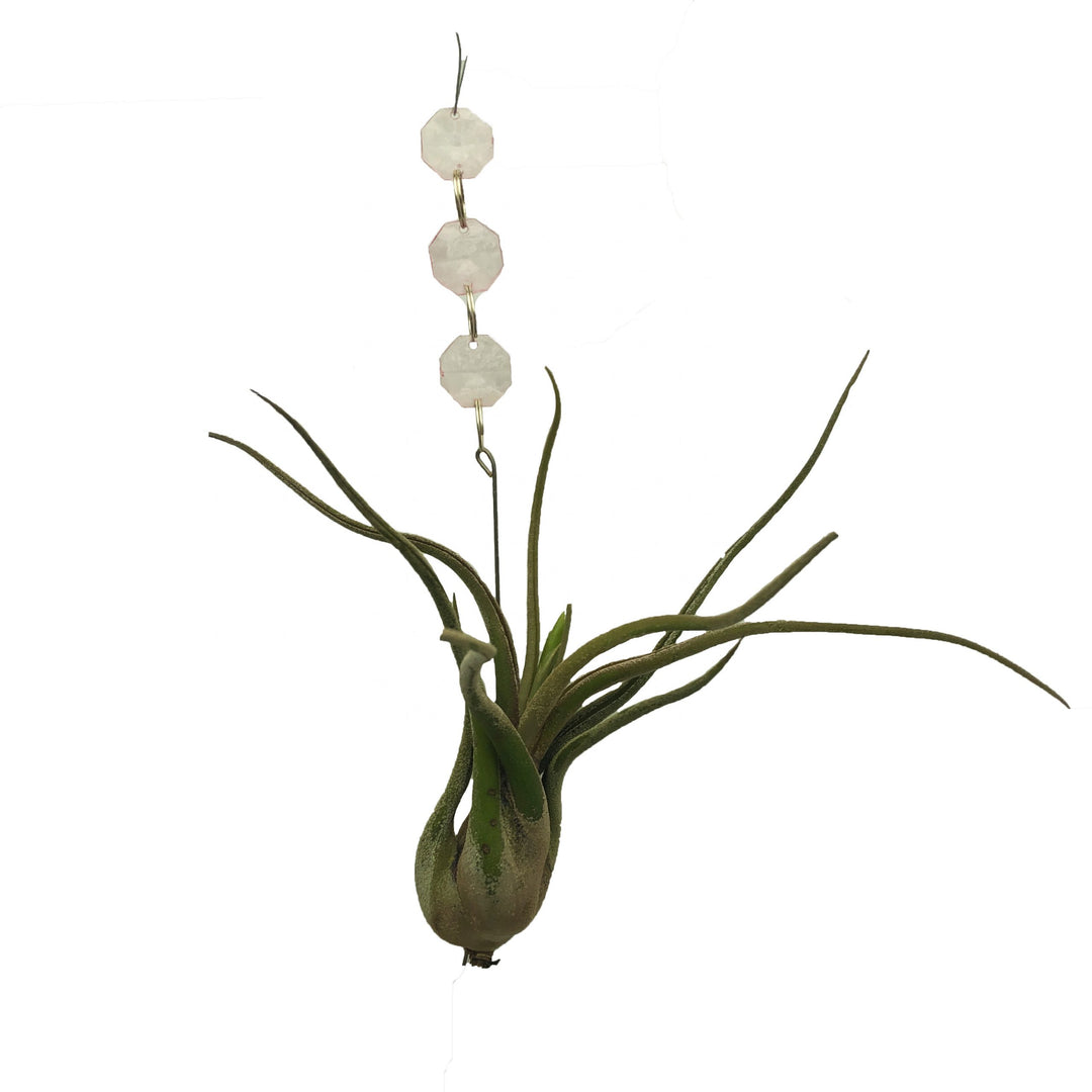 Airplant with Hanging Charms (Varieties Vary)