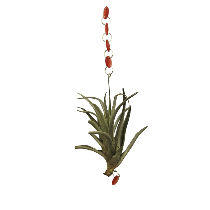 Airplant with Hanging Charms (Varieties Vary)