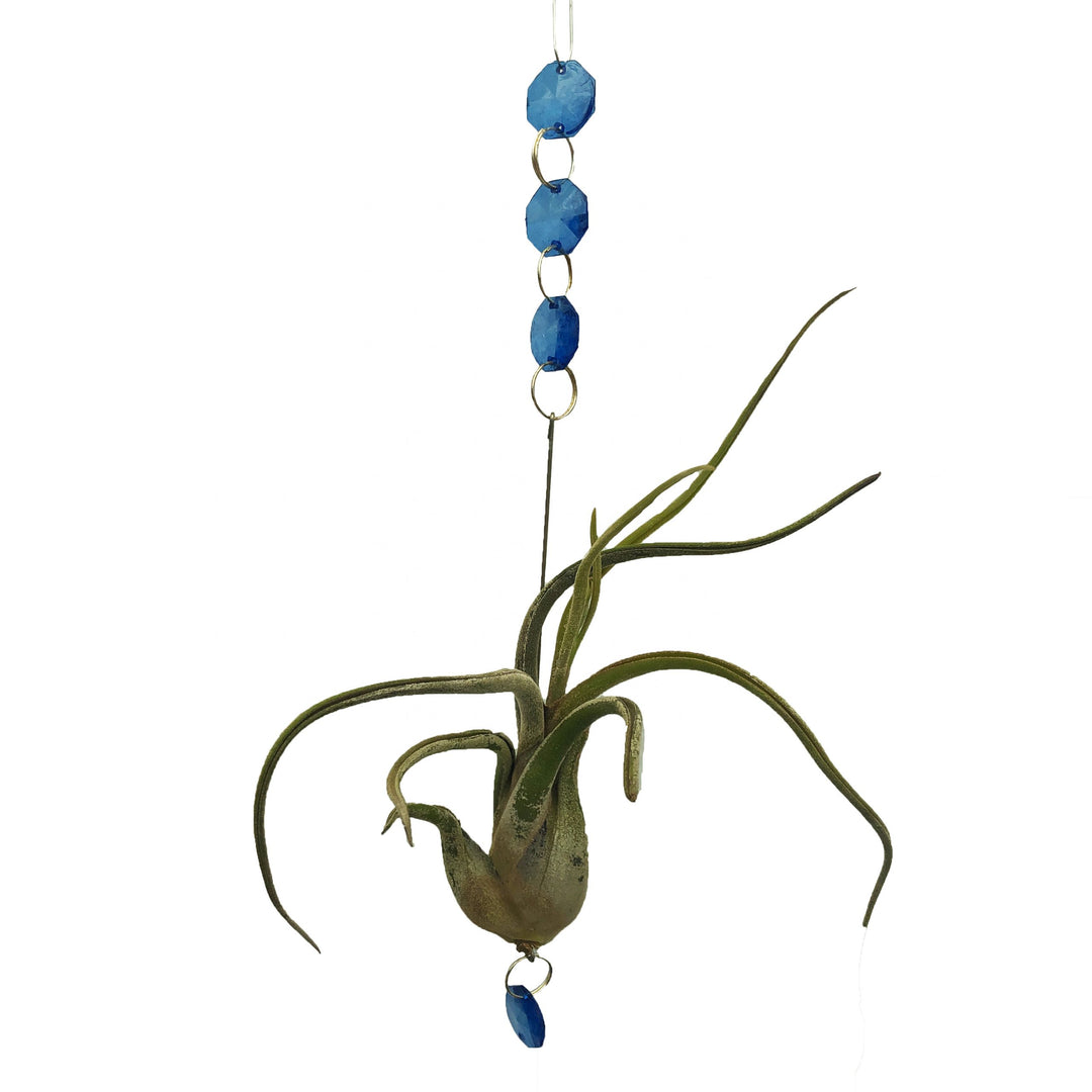 Airplant with Hanging Charms (Varieties Vary)