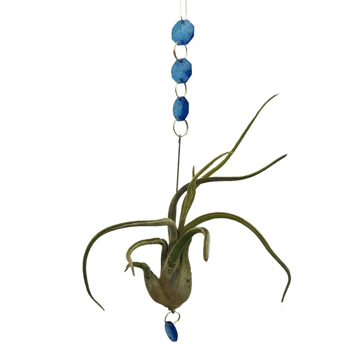 Airplant with Hanging Charms (Varieties Vary)