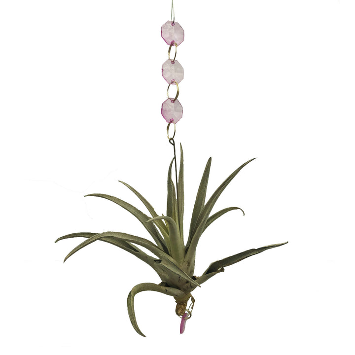 Airplant with Hanging Charms (Varieties Vary)