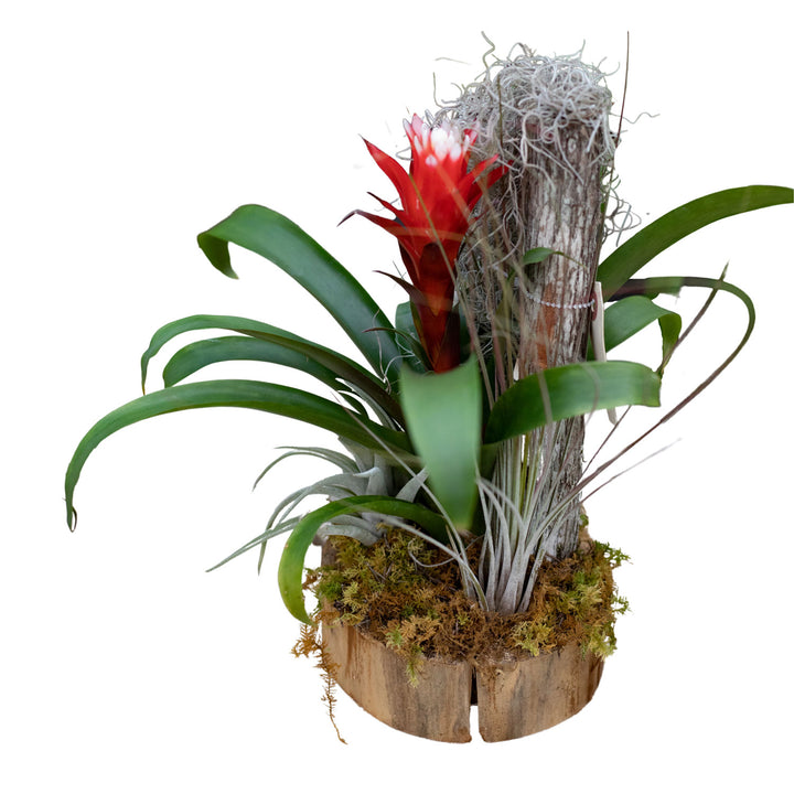 Bromeliad Small Garden, Live Tropical Plant