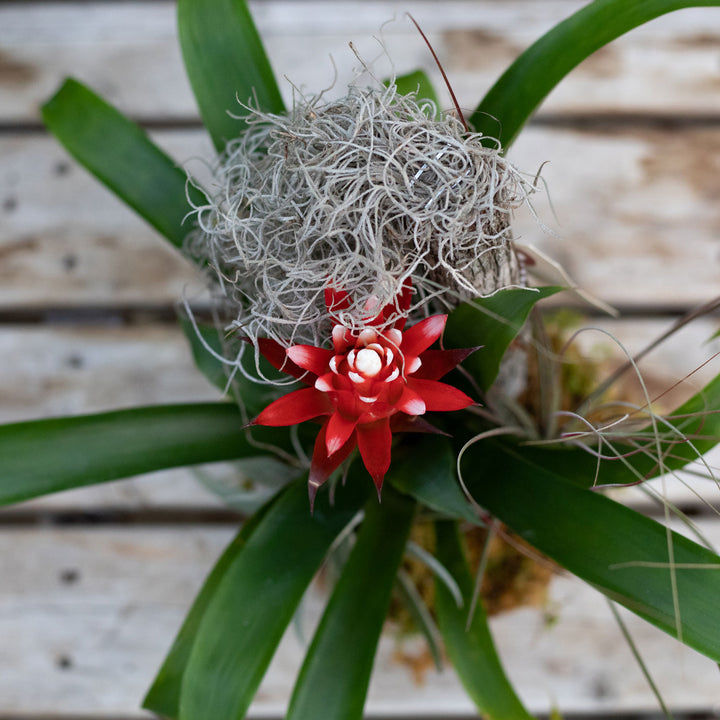 Bromeliad Small Garden, Live Tropical Plant