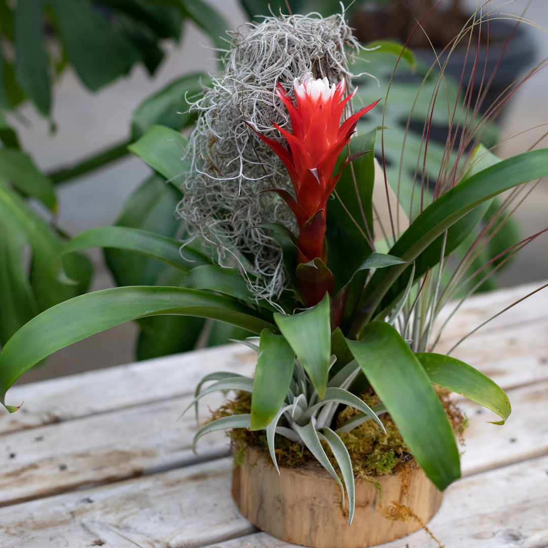 Bromeliad Small Garden, Live Tropical Plant