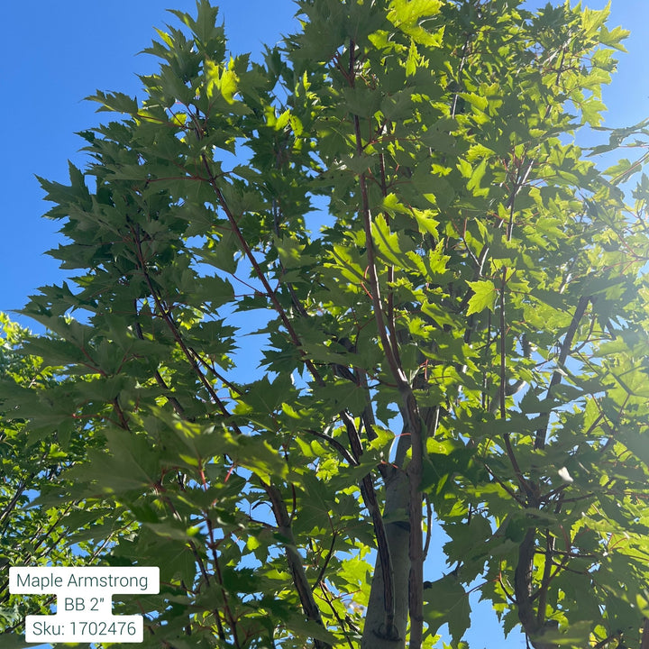 Armstrong Maple Tree, B&B 2" Caliper