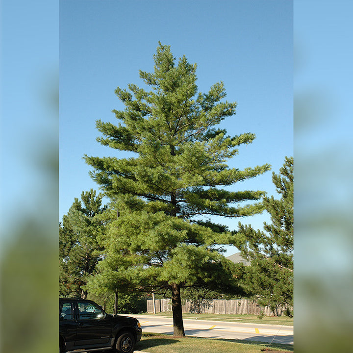 White Pine Tree, B&B, 6 ft.