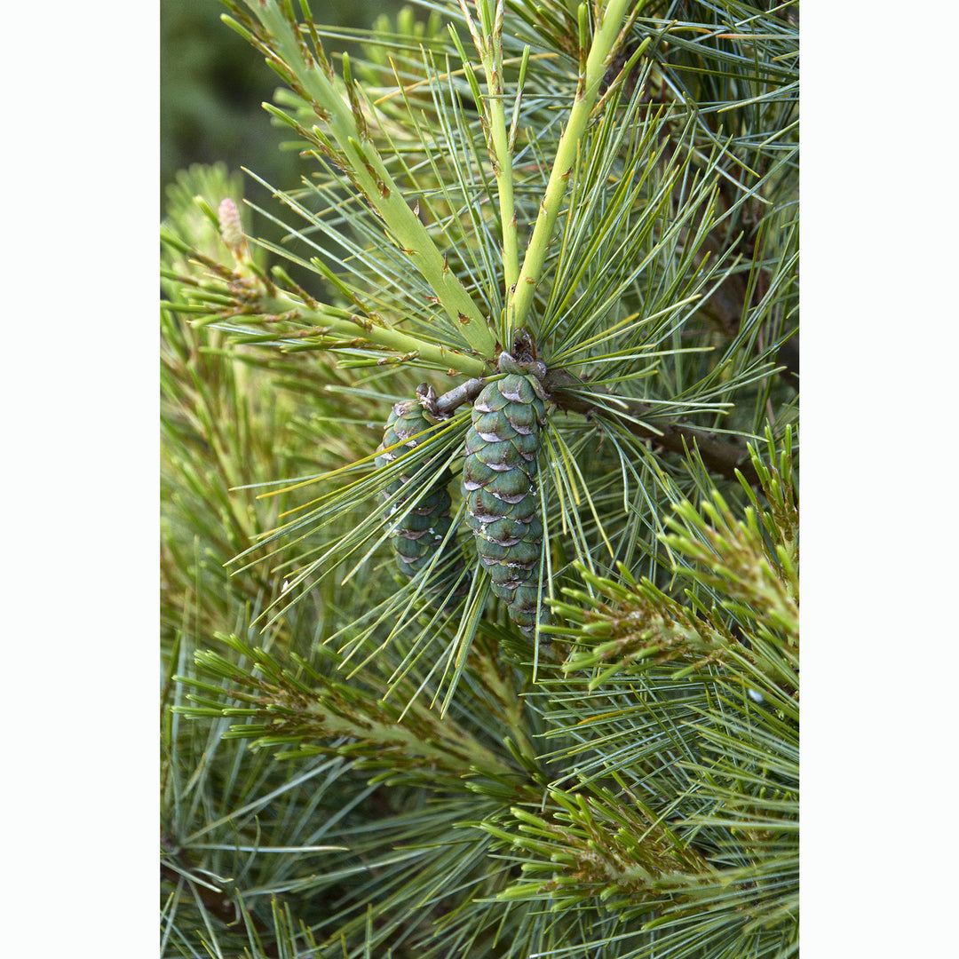 White Pine Tree, B&B, 6 ft.